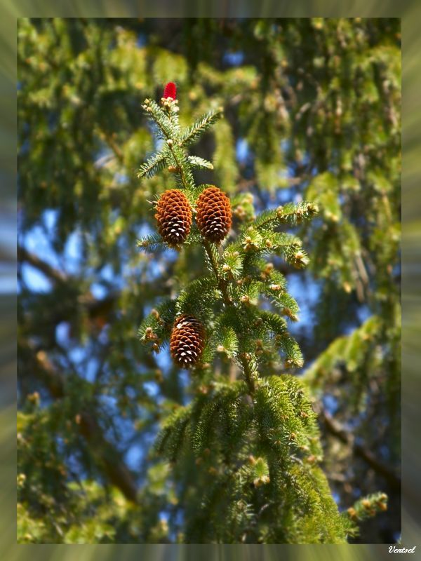 *** фото превью