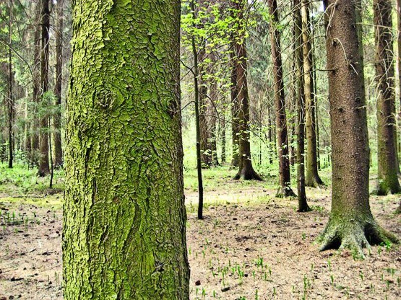 лес Гремучий лесъ фото превью