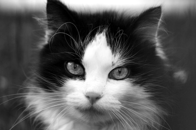 кошка, муся, ч/б портрет фото превью