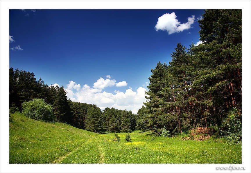лес, фото, пейзаж, природа, лето, Алексей Строганов