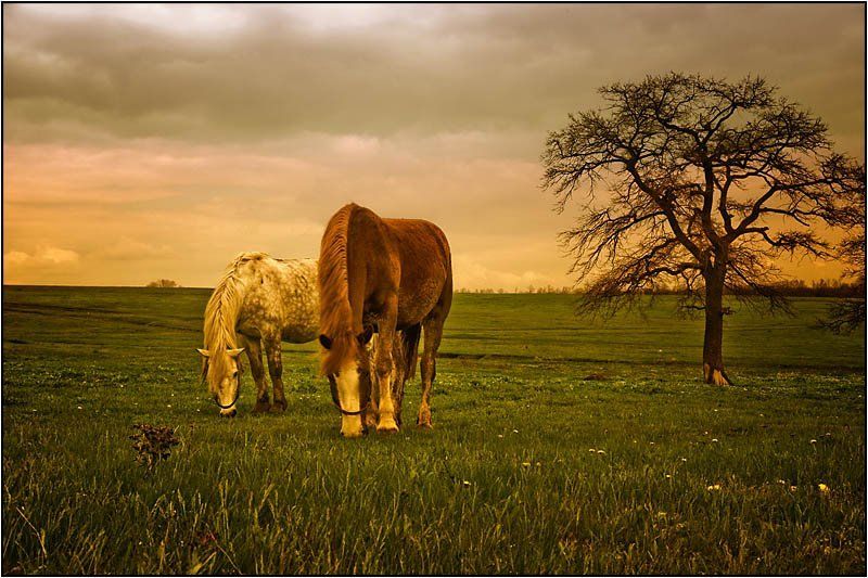 кони , лошади Двойное удовольствие фото превью
