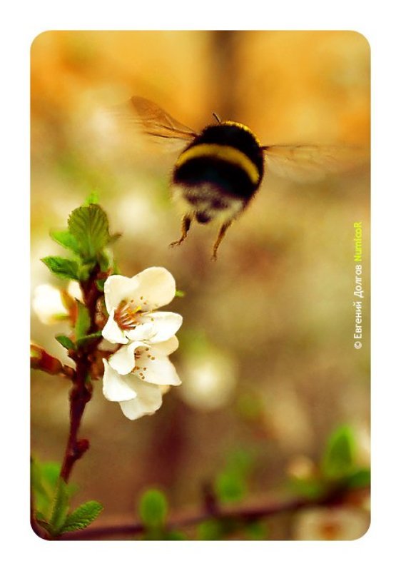 весна, шмель, цветы, солнце, вечер, вжжж полет шмеля фото превью