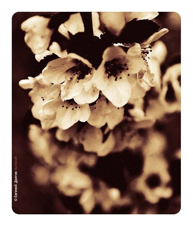 весна, цветы, солнце, вечер, Евгений Долгов NumicoR