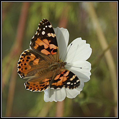 Охота на бабочек