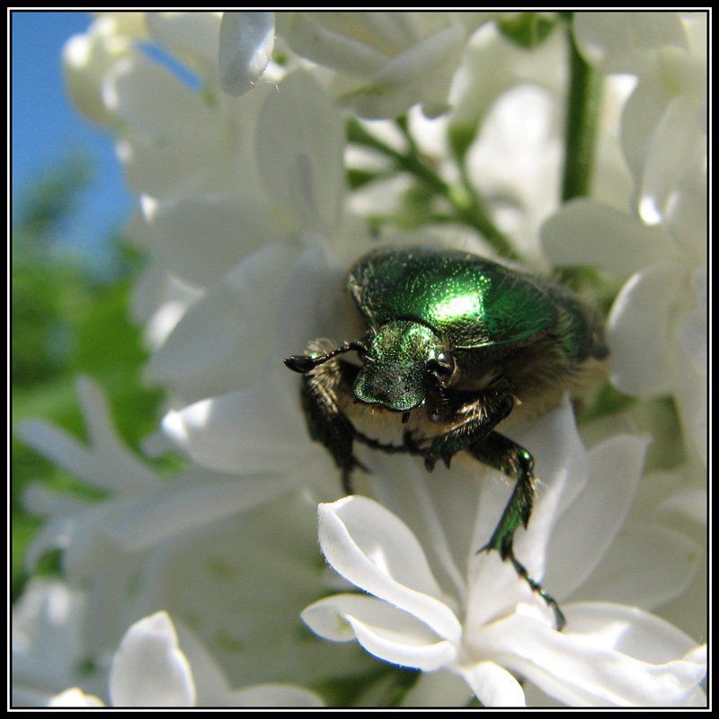 бронзовка, макро Ну, что... фотографировать будем, или глазки строить? фото превью