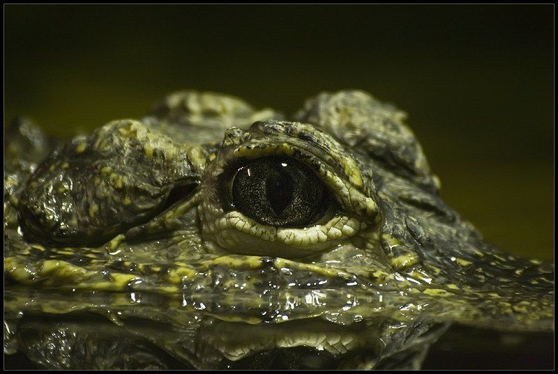 глаз, крокодила око фото превью