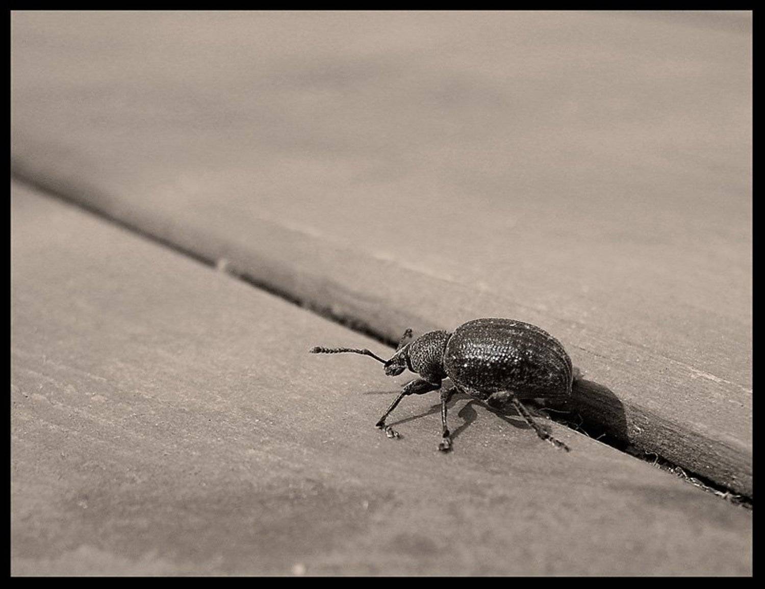 жук, доска, Angel-b