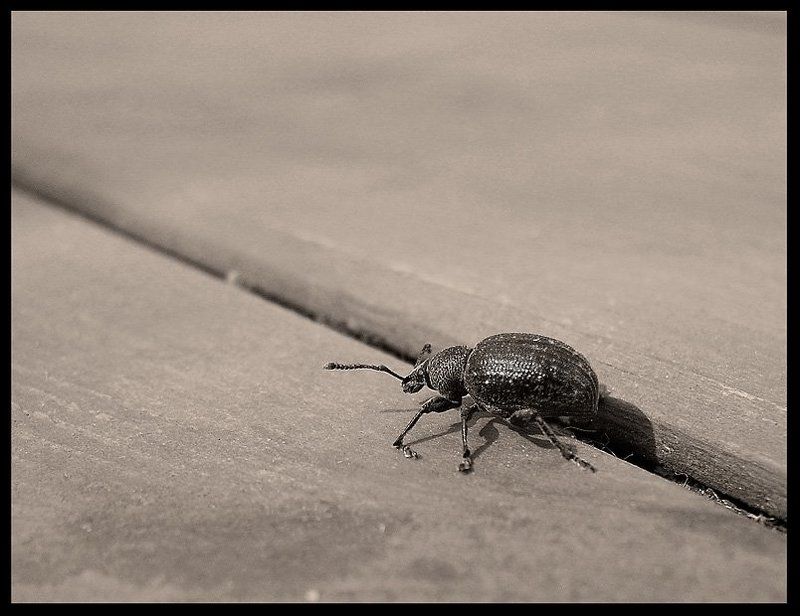 жук, доска По дорожке фото превью