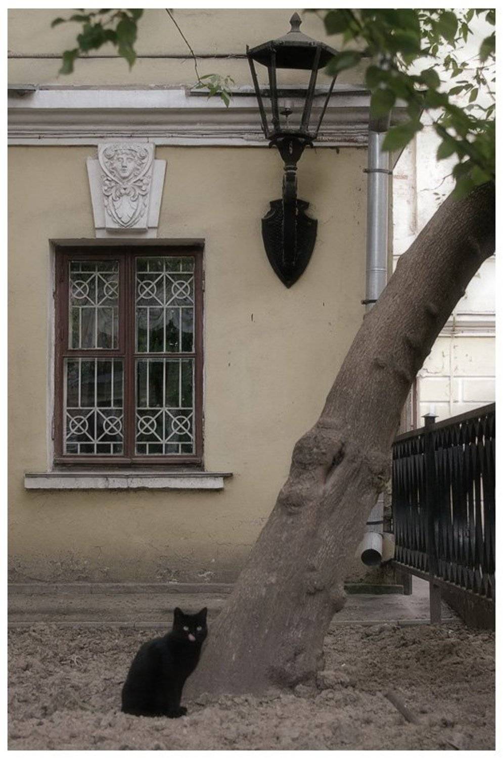 кот фото дворик сценка, Александр Абалихин