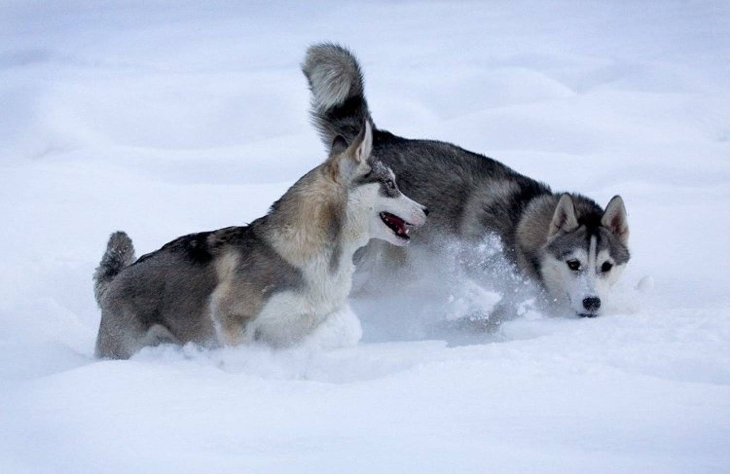 северные ездовые собаки, хаски, Александра К.