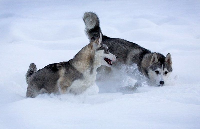 северные ездовые собаки, хаски Хасята фото превью