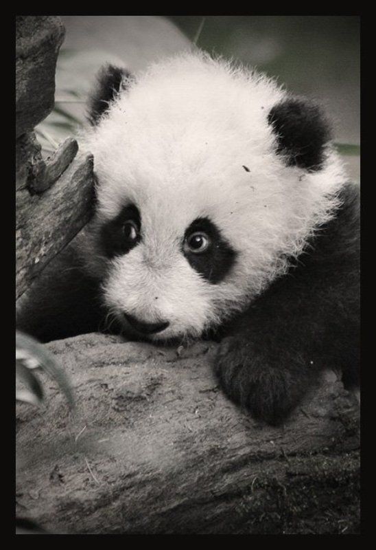 панда, san diego Панда Су-Линь фото превью