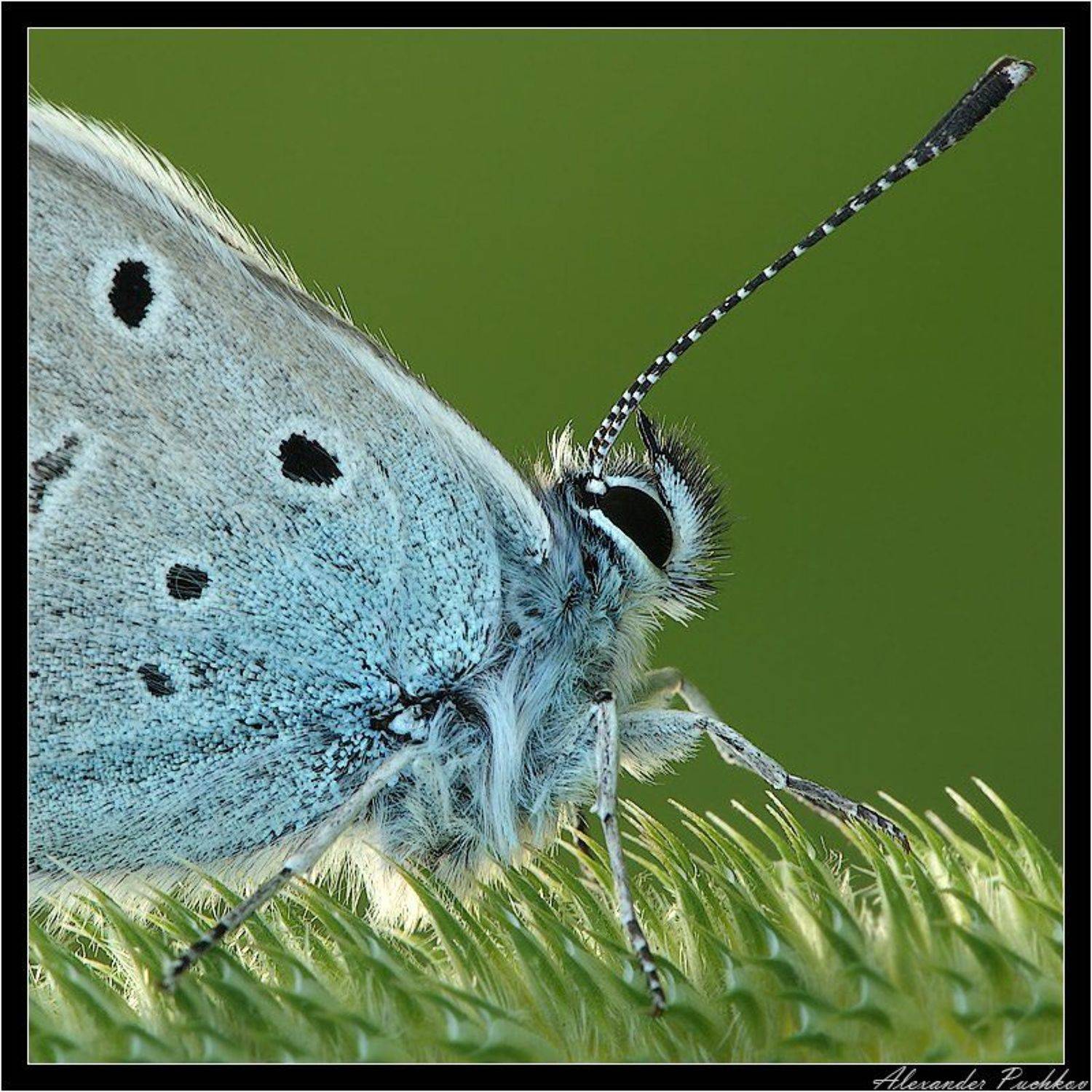 макро, бабочка, голубянка, Alexander Puchkov