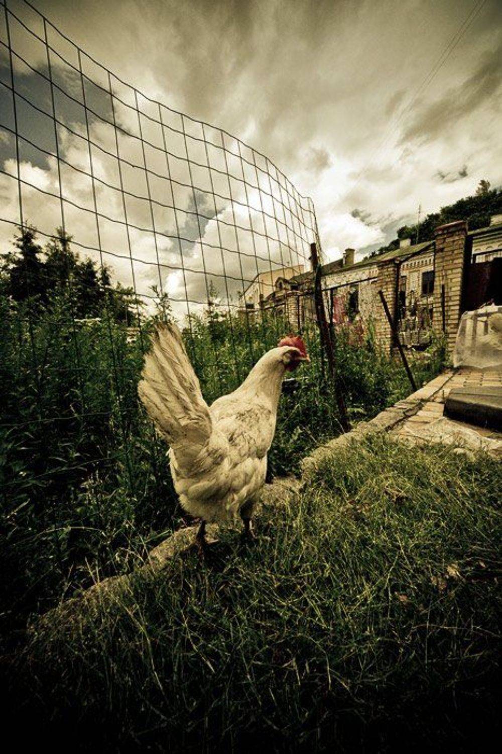 курица, живущая, в городе, Марк Пономаренко