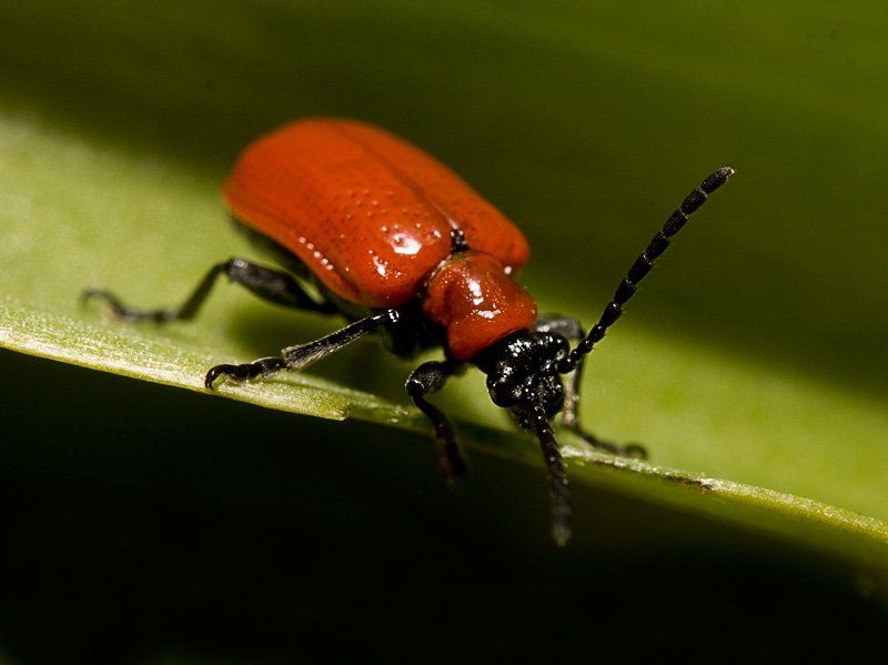 тока б не упасть...  фото превью