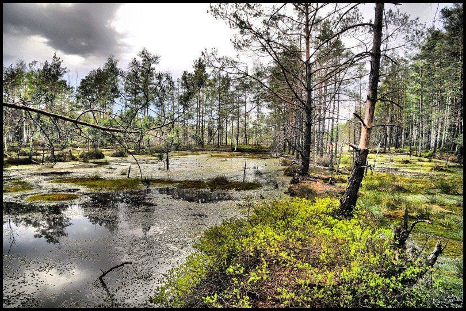 кемери, болото, торфяники, Cairns (Павел Васильев)