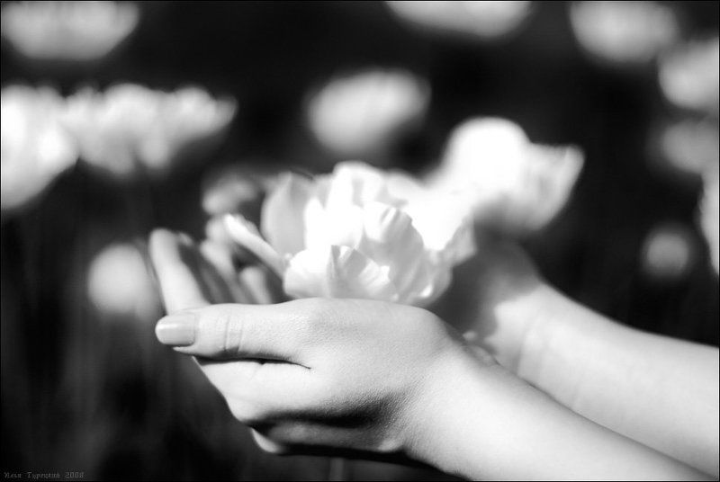 рождение, белого, цвета Рождение Белого Цвета фото превью