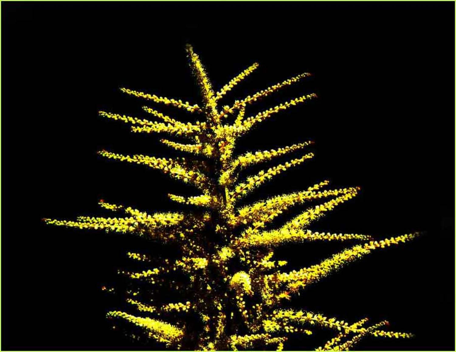 природа,макро,весна,цветы, Givi