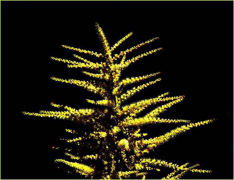 природа,макро,весна,цветы  фото превью