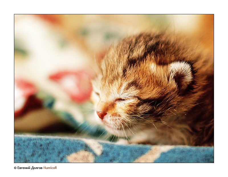 котенок, утро, солнце *** фото превью