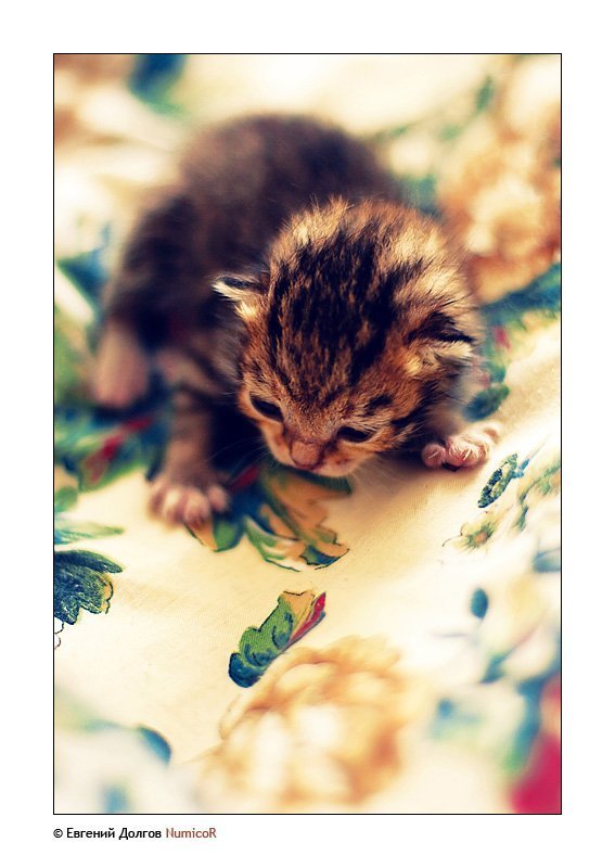 котенок, утро, солнце *** фото превью