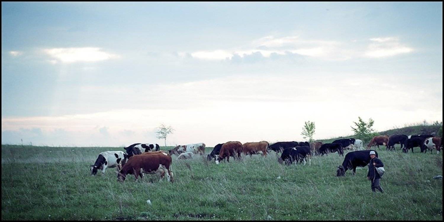 пастух, стадо, tynez
