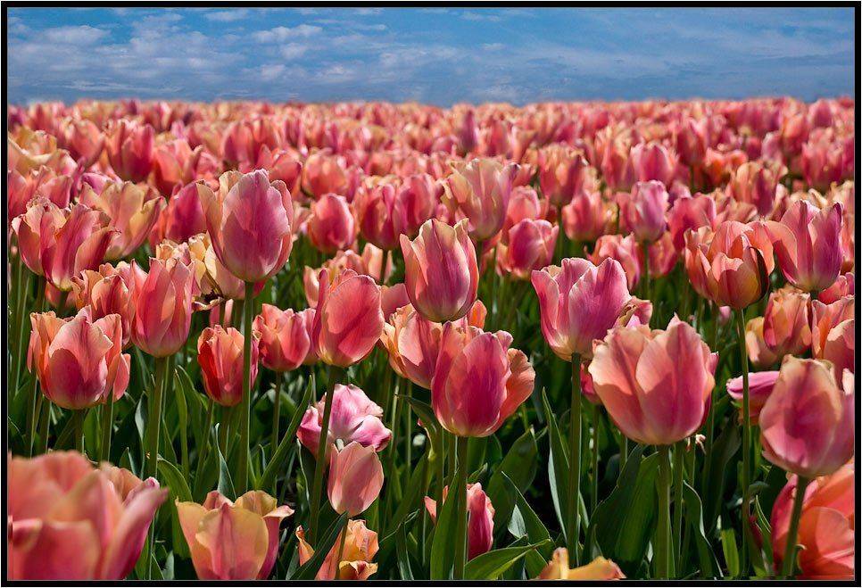 , Дмитрий Милосердов