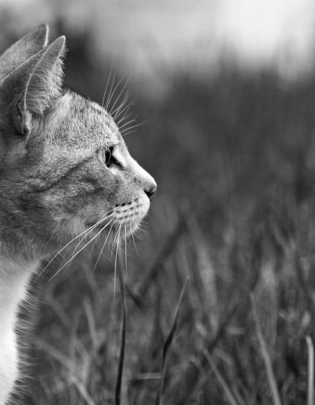 кот, котов,  взгляд, профиль, ч/б взгляд фото превью