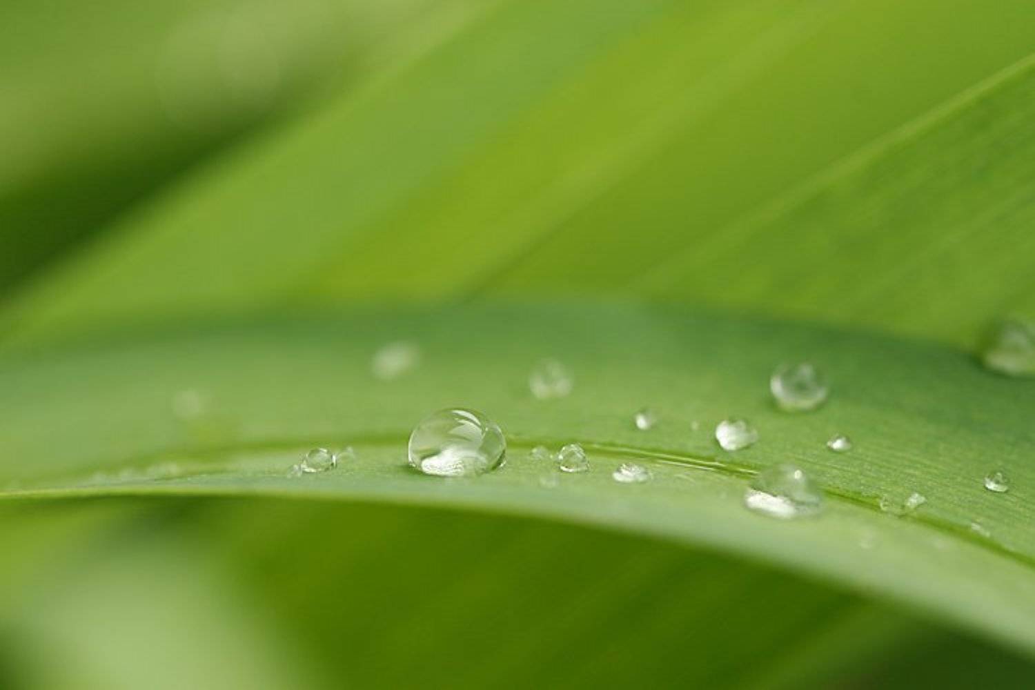 роса, капля, после дождя, зелень, Lelya