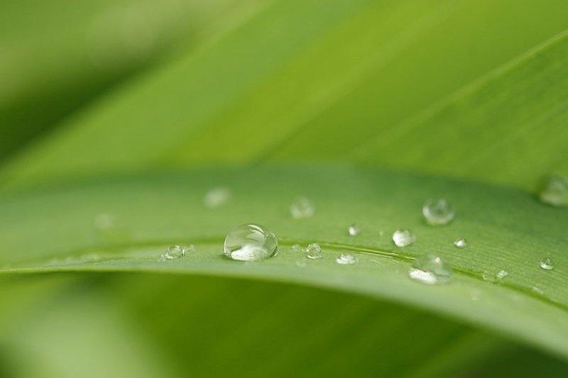 роса, капля, после дождя, зелень утренняя фото превью