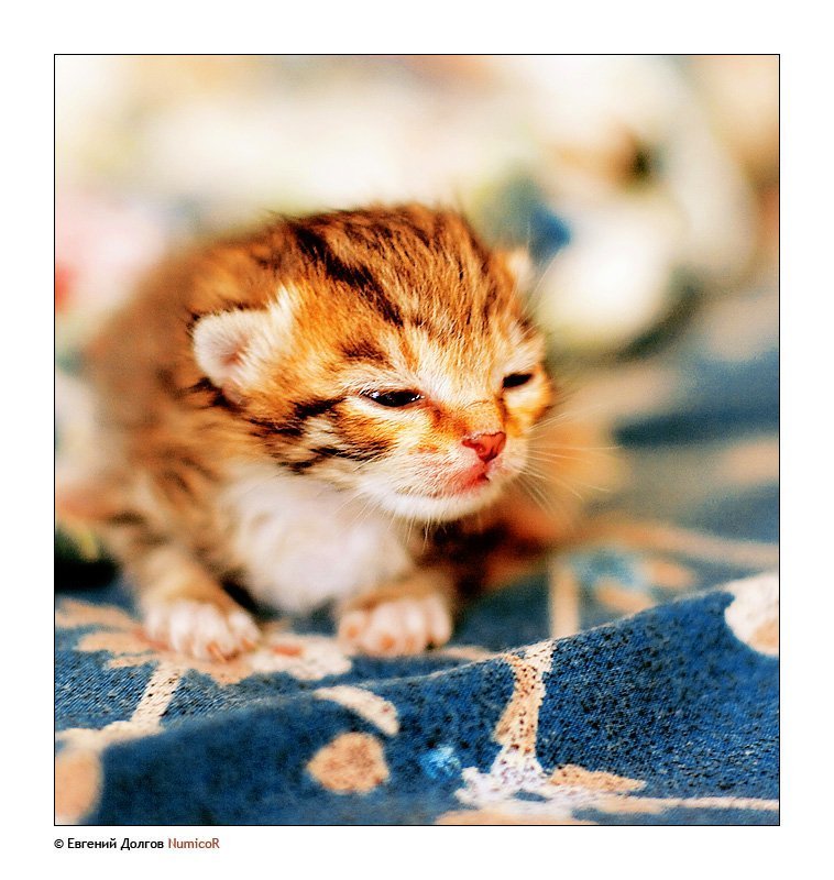 котенок, утро, солнце *** фото превью