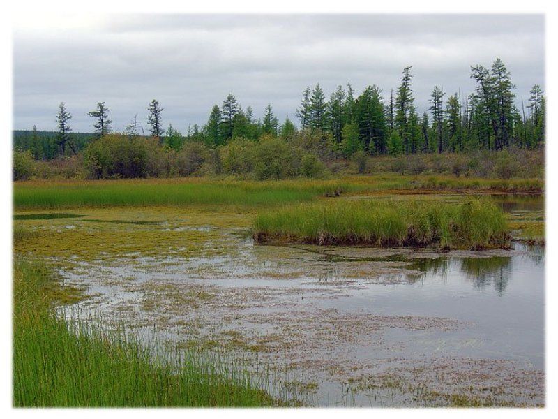 река,заросли,тайга Заросшее русло реки фото превью