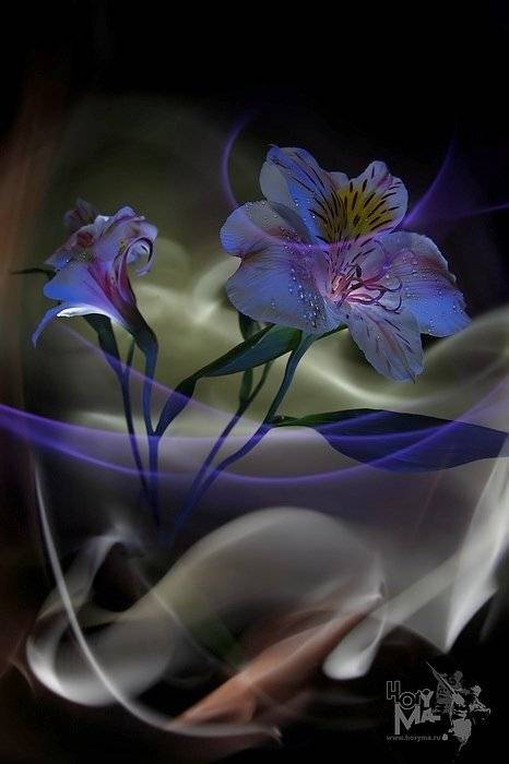 светографика, предметы, свет, цветы, HoryMa (ХориМа)