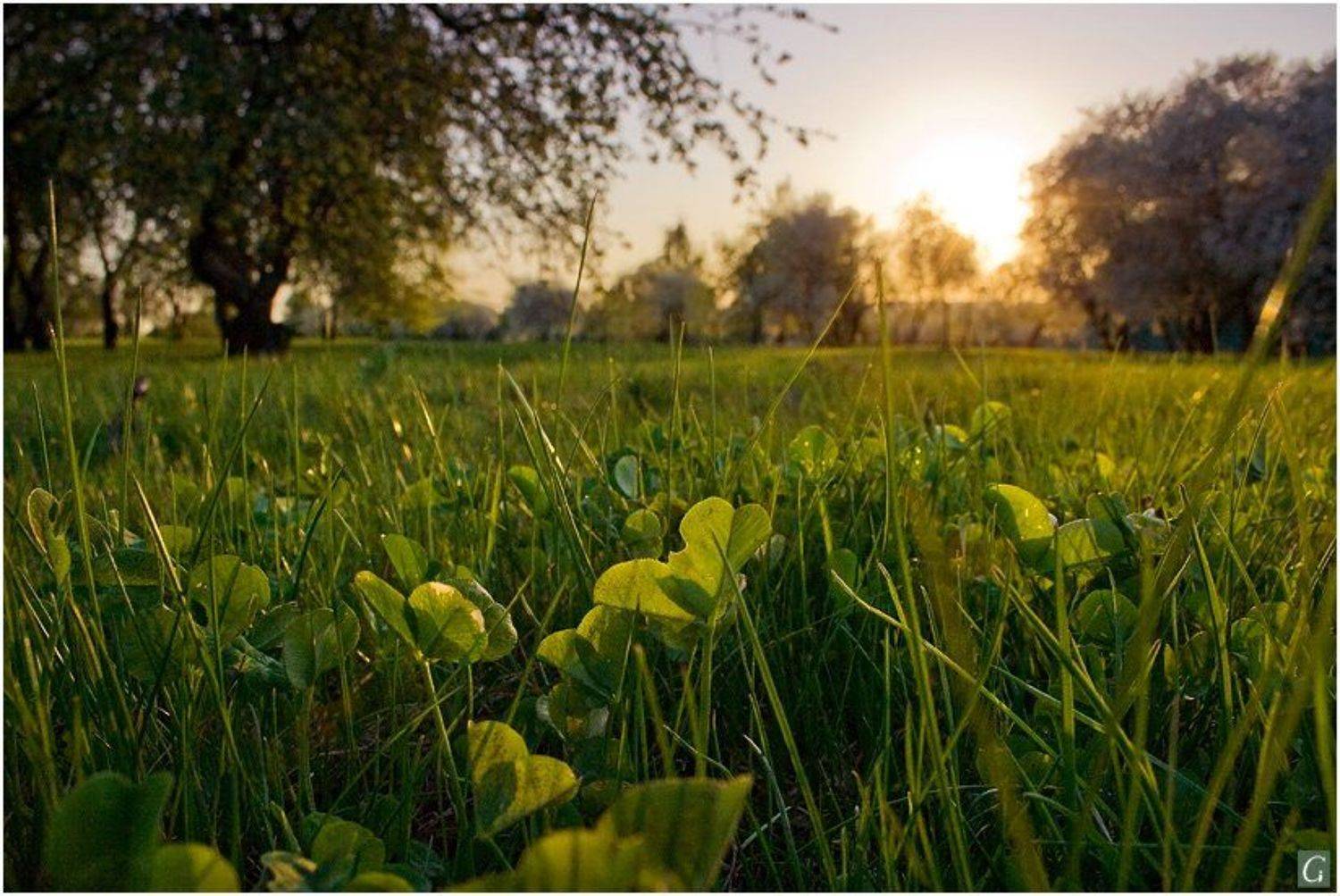 закат,  лёжа, в траве, Gorshkov Igor_Feanorus