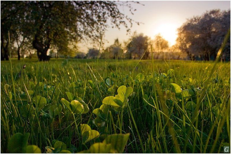 закат,  лёжа, в траве лёжа в траве, провожая солнце... фото превью