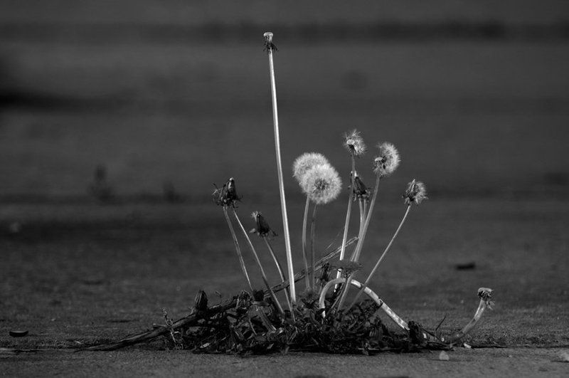 одуванчик, цветы, бетон, город Городские джунгли фото превью