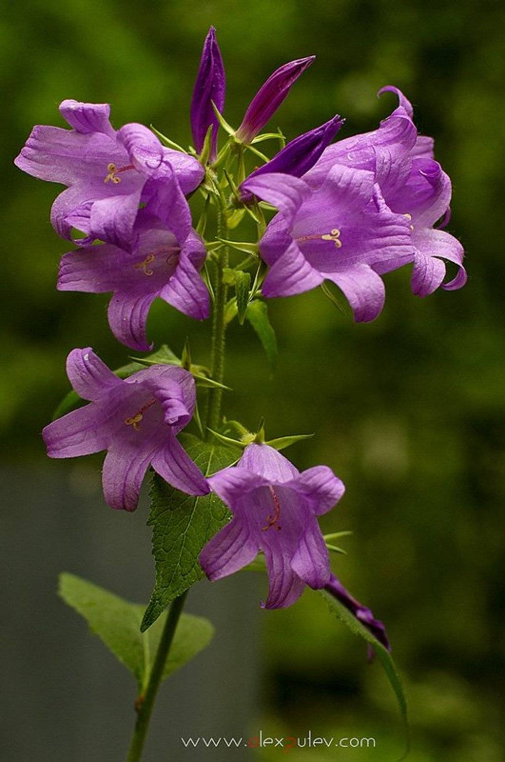 день,рождениеа,владимирова,цветы,праздник,флора, Александр Путев