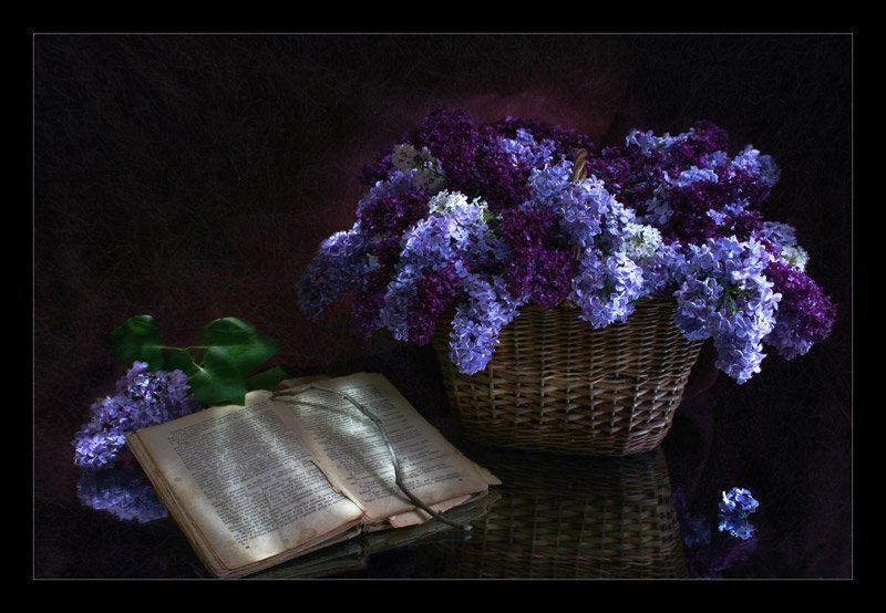 сирень, книга, ночь, световая кисть Нежность Ночи фото превью