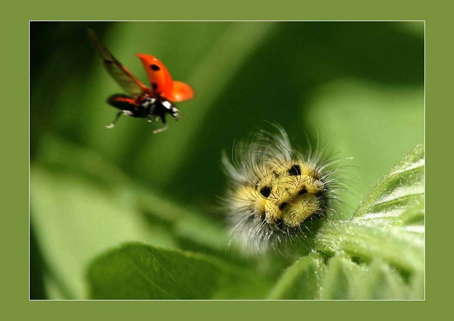 , Михаил Курцев