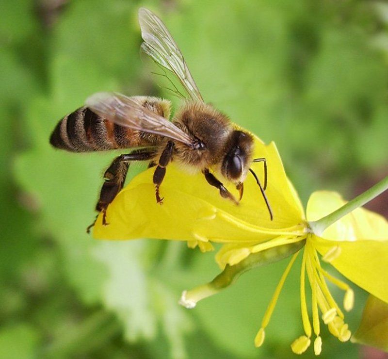 Bee фото превью
