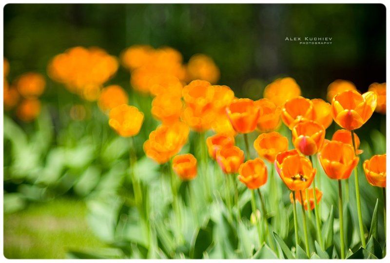 тюльпаны, весна, солнце Тюльпаны фото превью