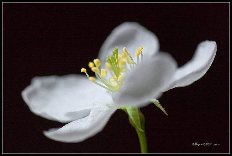 цветок,яблоня,этюд, Качурин Алексей