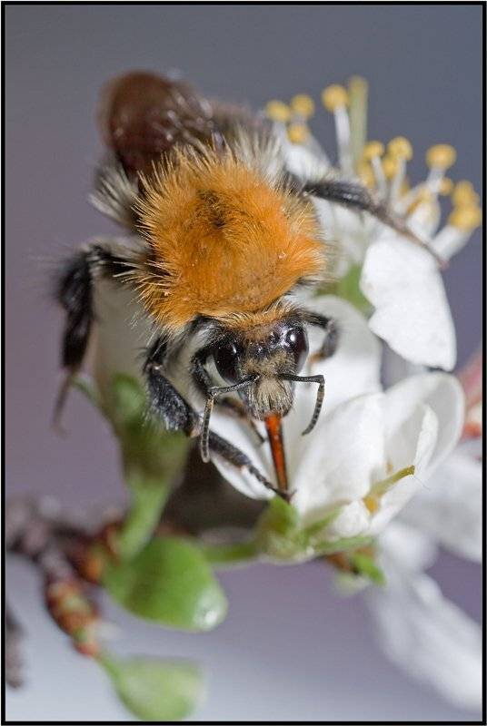 шмель,макро,весна,качурин алексей, Качурин Алексей
