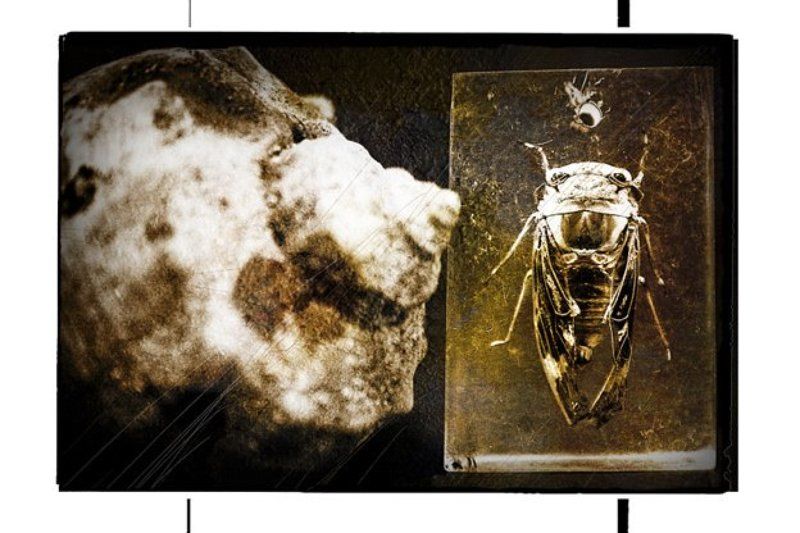 Крошка Цахес. фото превью