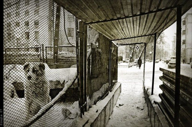 Мир глазами собак. фото превью