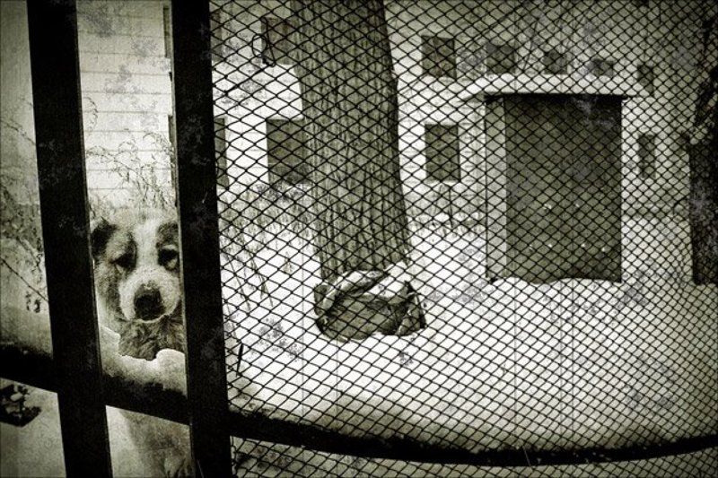 Жизнь как сон. фото превью