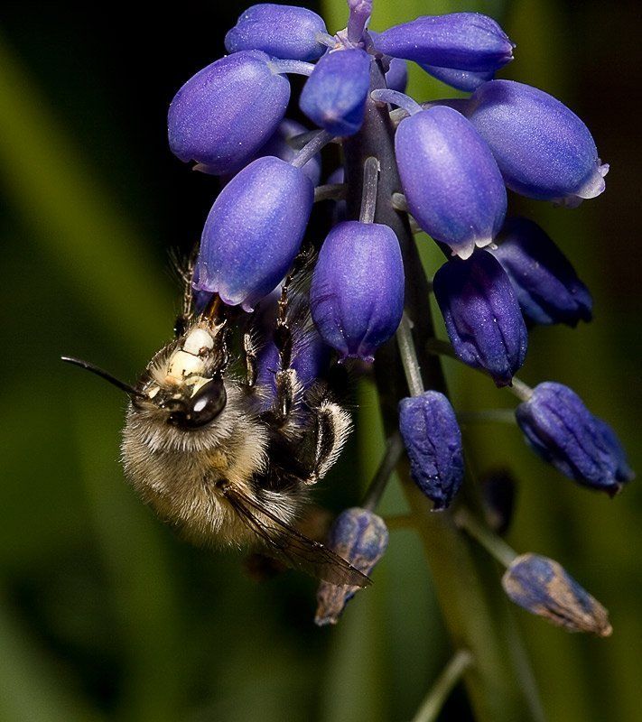 ///  фото превью