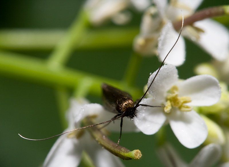 Пра усы фото превью
