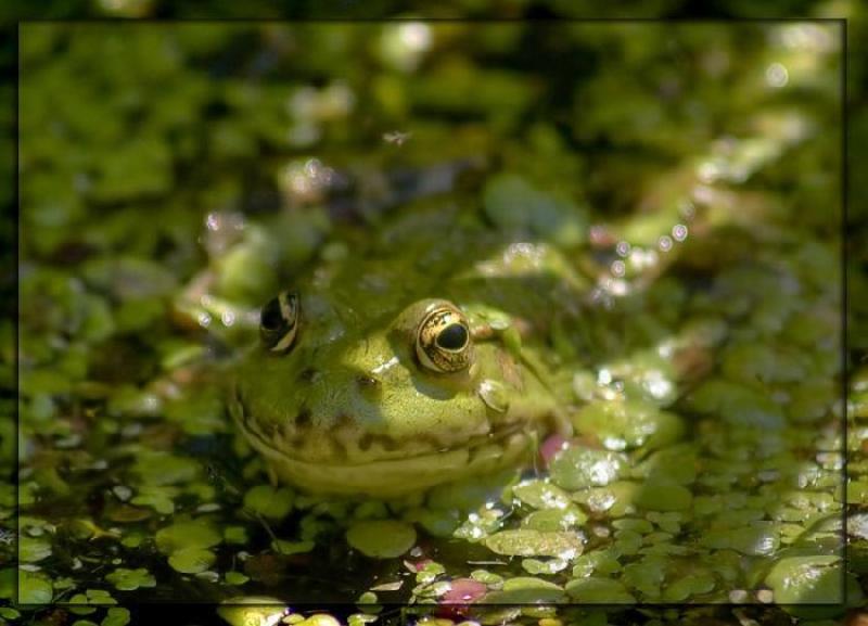 про лягушко...  фото превью