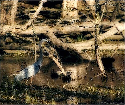 Бесшумная охота